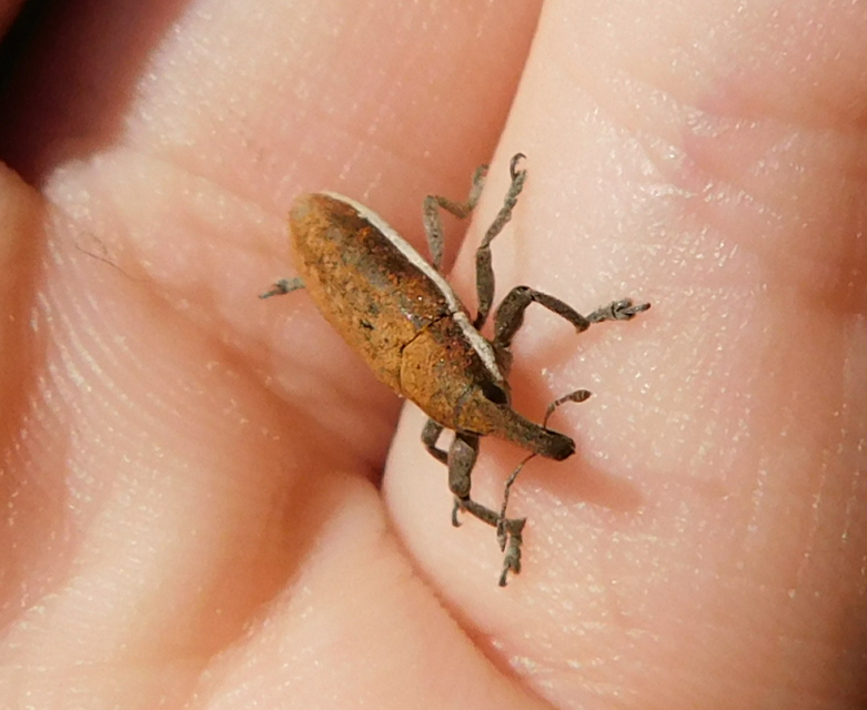 Lixus ochraceus - retek-dudvabarkó