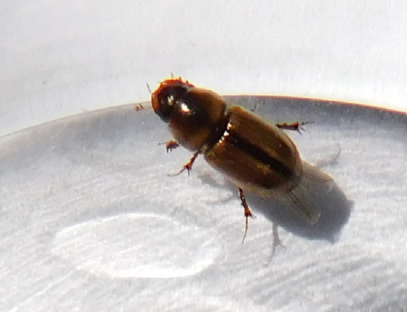 Aphodius lividus - turjáni trágyabogár