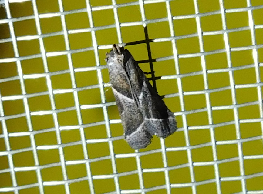 Nyctegretis