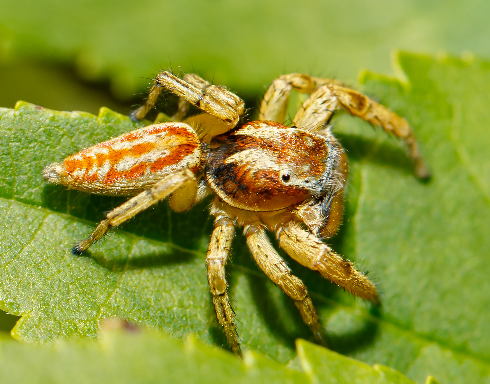 Marpissa pomatia