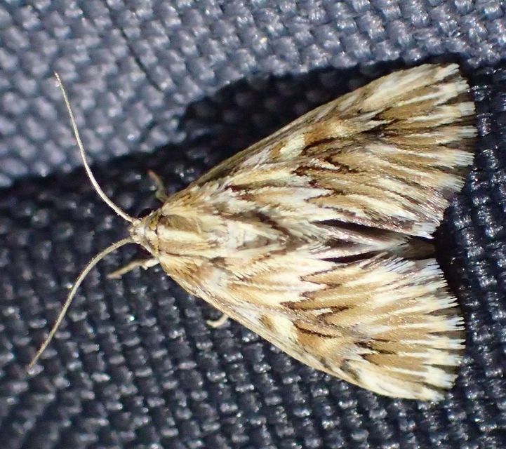 Cynaeda dentalis - gyakori ciframoly