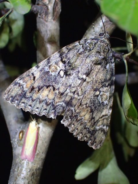Catocala sponsa - tölgyfa-övesbagoly