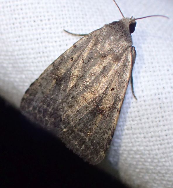 Athetis gluteosa - nyugtalan lápibagoly