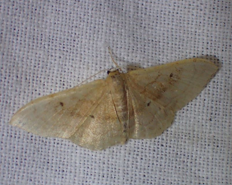 Idaea rubraria - vörössávos araszoló