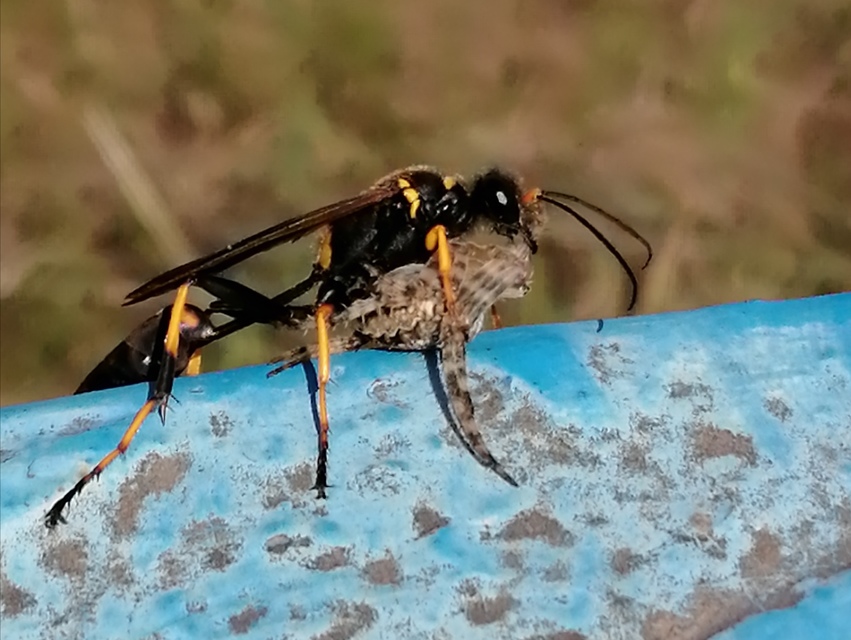 Sceliphron caementarium - feketenyelű lopódarázs