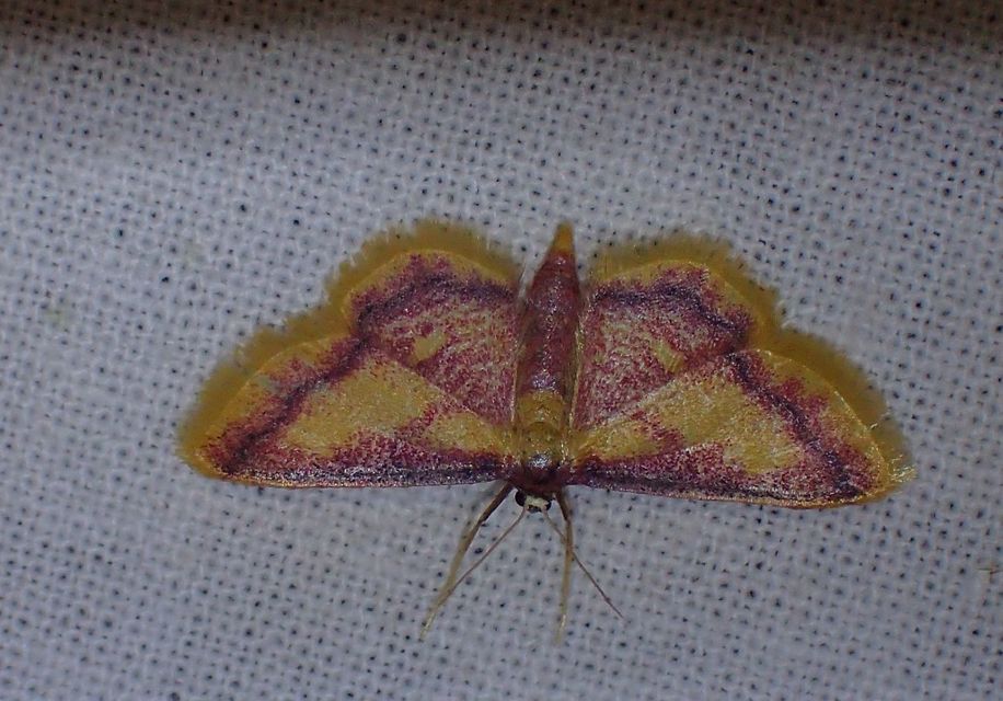 Idaea muricata - mocsári pirosaraszoló