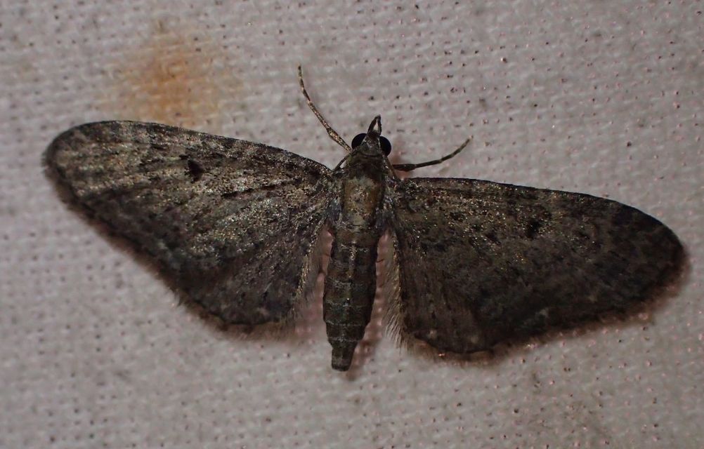 Eupithecia virgaureata - aranyvessző-törpearaszoló