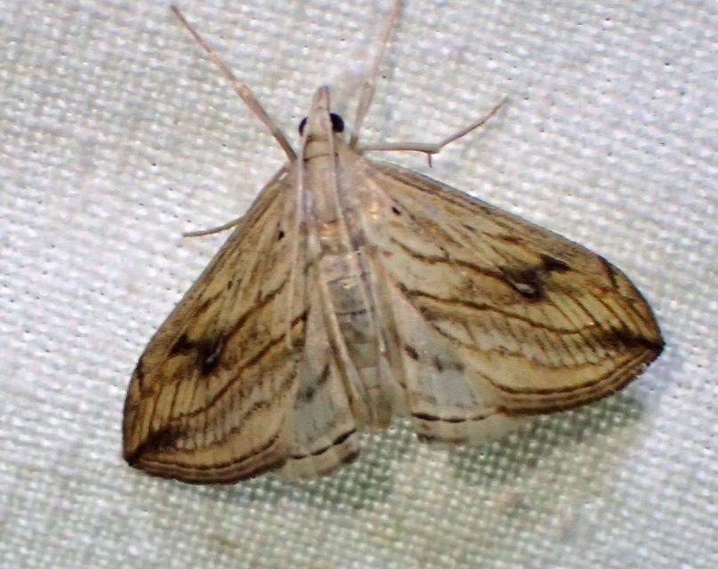 Evergestis forficalis - veteménymoly