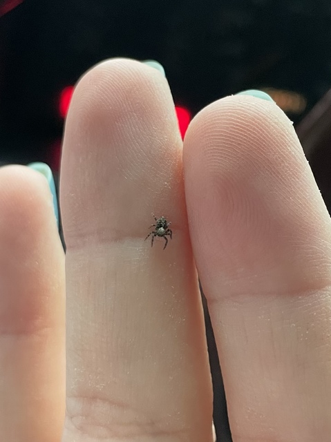 Pseudeuophrys lanigera - szobai ugrópók