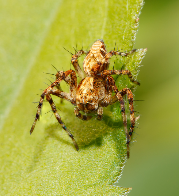 Oxyopes ramosus