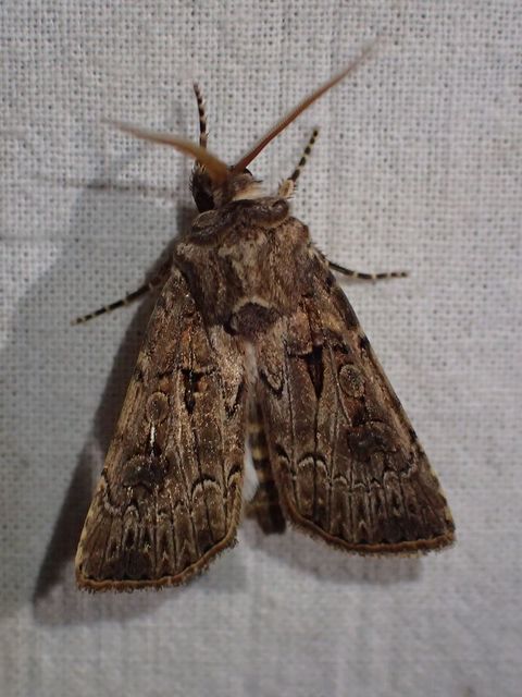 Agrotis bigramma - kétjegyű földibagoly
