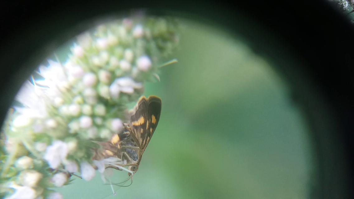 Pyrausta aurata - aranyló bíbormoly