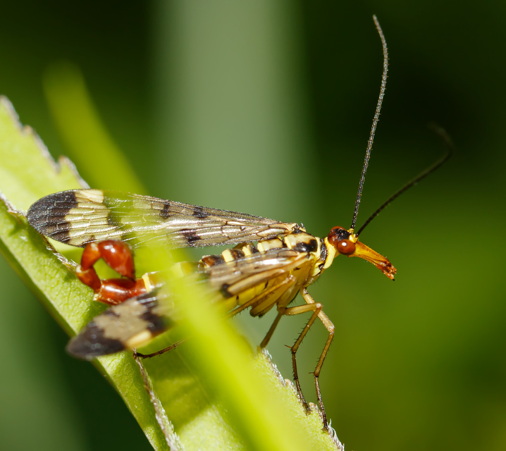 Panorpa cognata