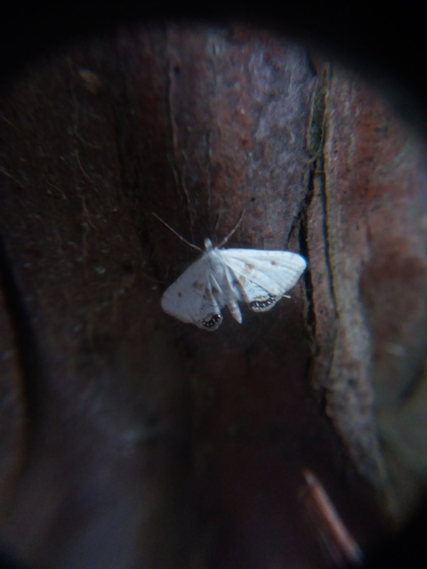 Cataclysta lemnata - békalencsemoly