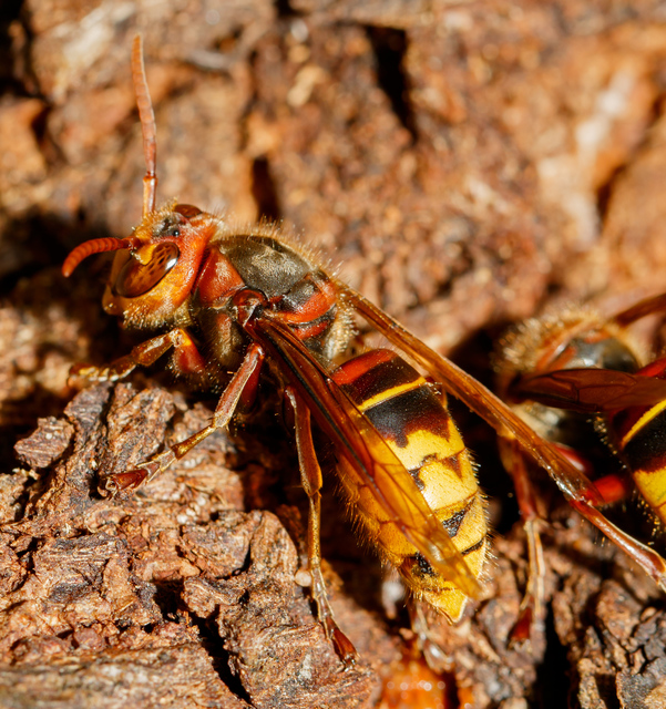 Vespa crabro - lódarázs