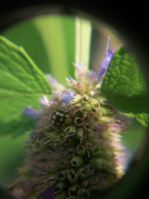 Coccinula quatuordecimpustulata - feketesárga katóka
