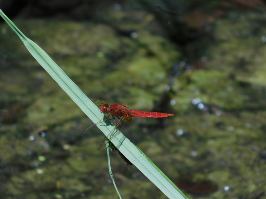 Crocothemis erythraea - skarlát szitakötő