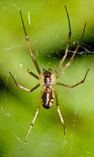 Linyphia triangularis - háromszöges vitorláspók