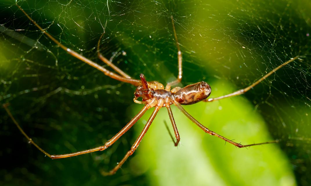 Linyphia triangularis - háromszöges vitorláspók