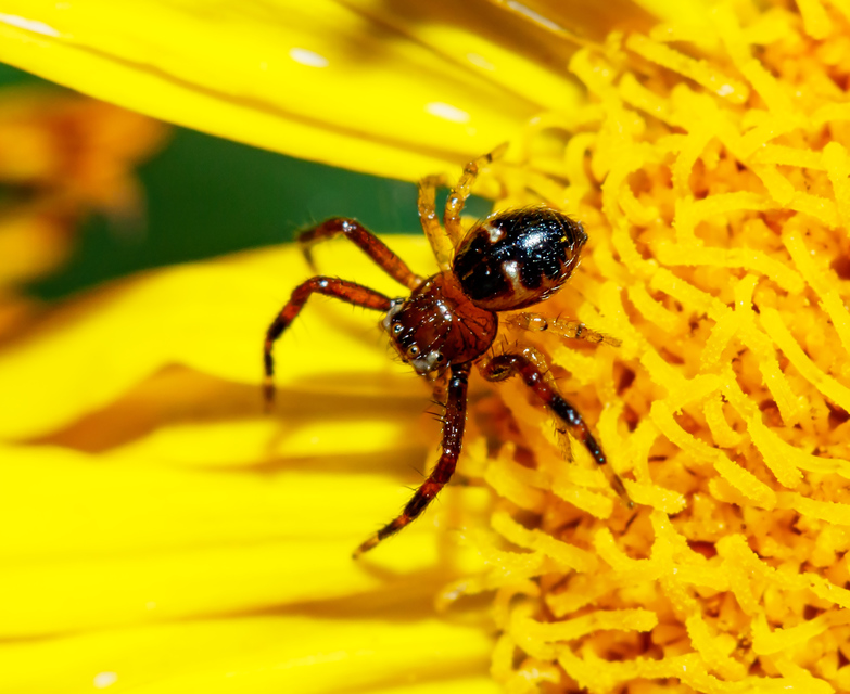 Synema globosum/ornatum