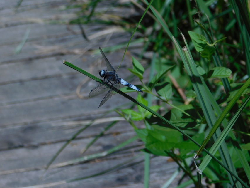 Libellula fulva - kisfoltos laposacsa