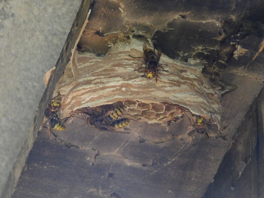 Vespa crabro - lódarázs