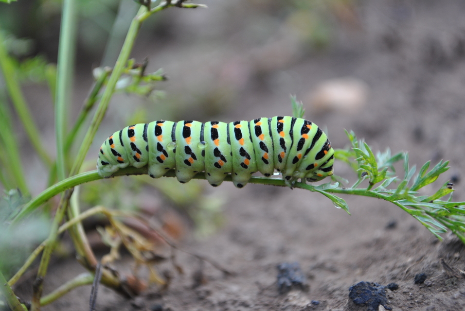 Papilio machaon - fecskefarkú lepke Papilio machaon - fecskefarkú lepke