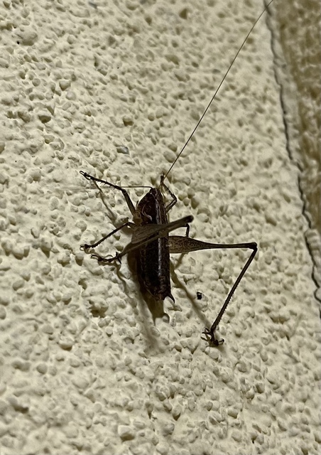 Rhacocleis germanica - német szöcske