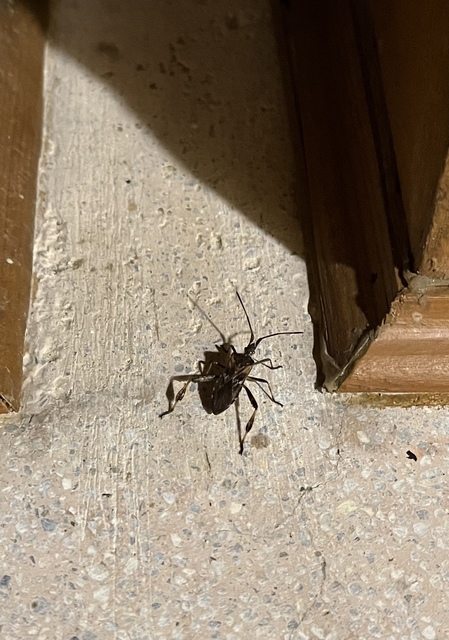 Leptoglossus occidentalis - nyugati levéllábú poloska
