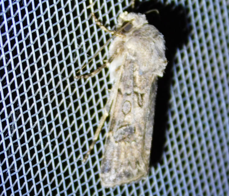 Agrotis bigramma - kétjegyű földibagoly