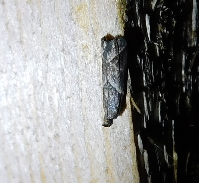 Nyctegretis