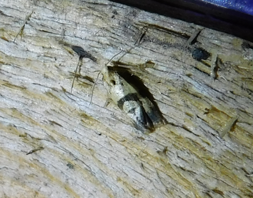 Phalonidia contractana - pipitér-fúrómoly