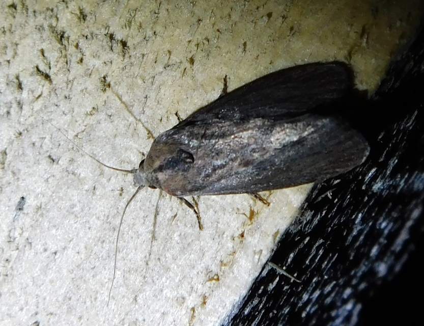 Galleria mellonella - nagy viaszmoly
