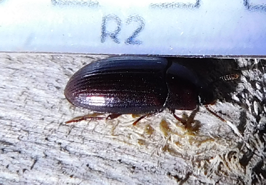 Alphitobius diaperinus