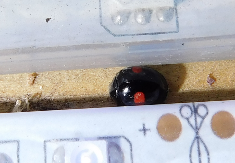 Chilocorus renipustulatus - vesefoltos szerecsenkata