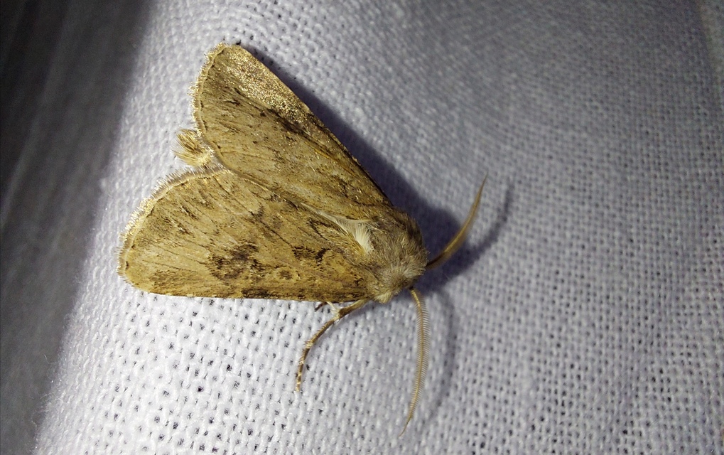 Agrotis bigramma - kétjegyű földibagoly