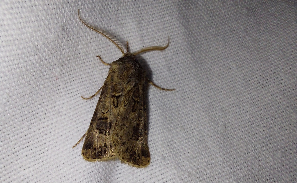 Agrotis bigramma - kétjegyű földibagoly
