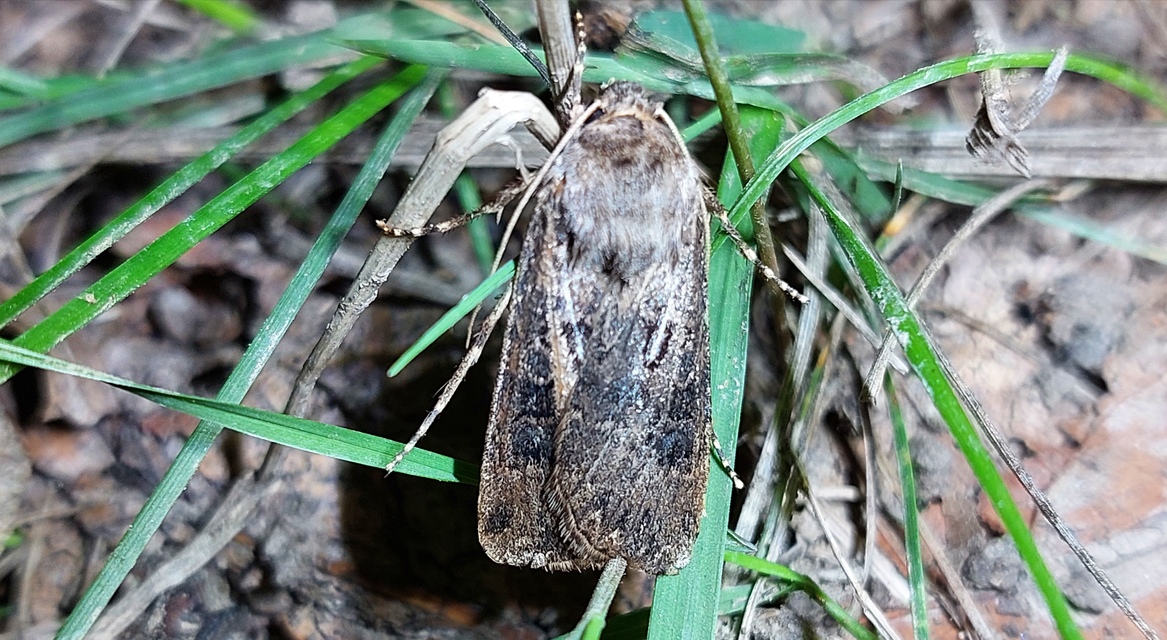 Agrotis bigramma - kétjegyű földibagoly