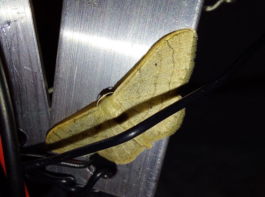 Idaea straminata - szalmasárga sávosaraszoló