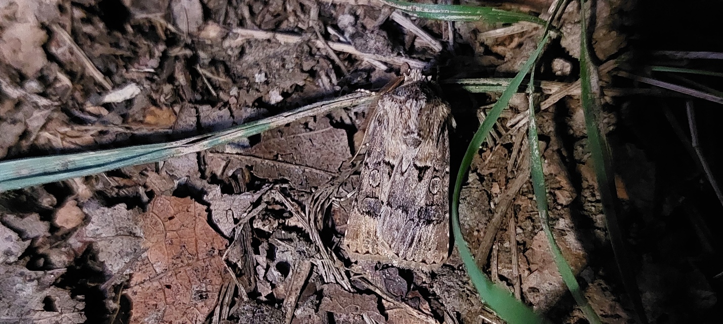 Agrotis bigramma - kétjegyű földibagoly