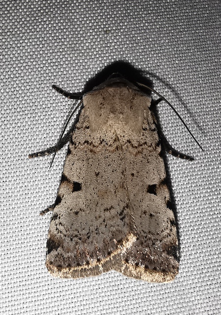 Chersotis margaritacea - gyöngyfényű földibagoly