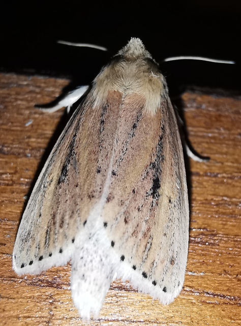 Globia sparganii - nagy nádibagoly