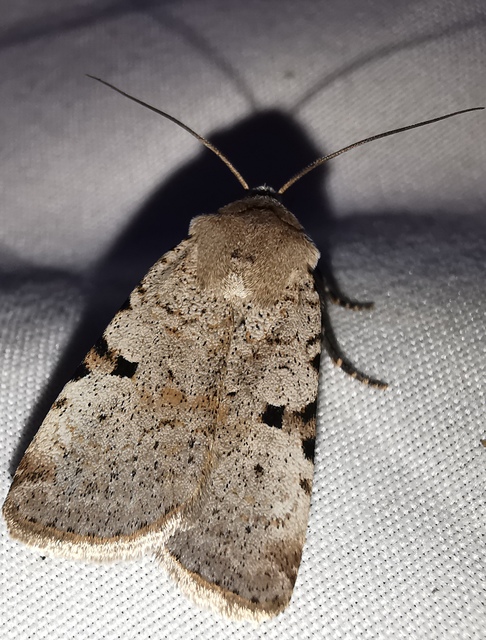 Chersotis margaritacea - gyöngyfényű földibagoly
