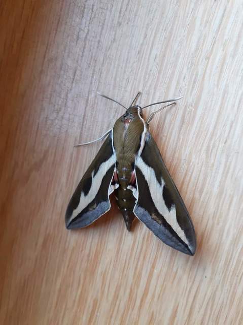 Hyles gallii - galajszender