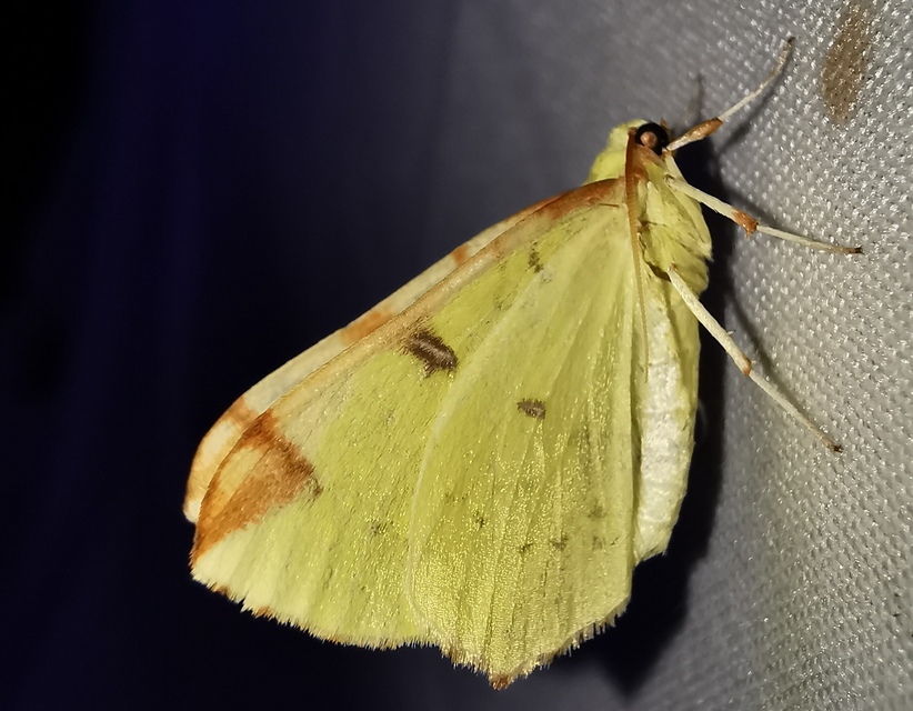 Opisthograptis luteolata - citromsárga araszoló