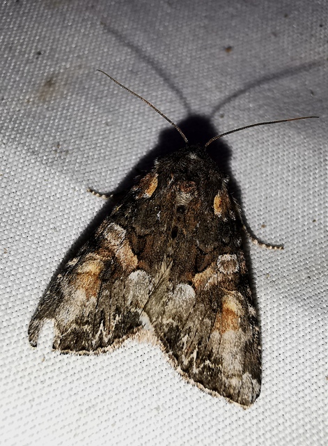 Lacanobia contigua - hamuszürke kertibagoly
