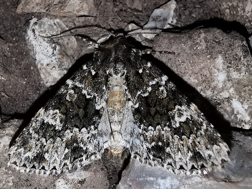 Polymixis polymita - kankalin-tarkabagoly