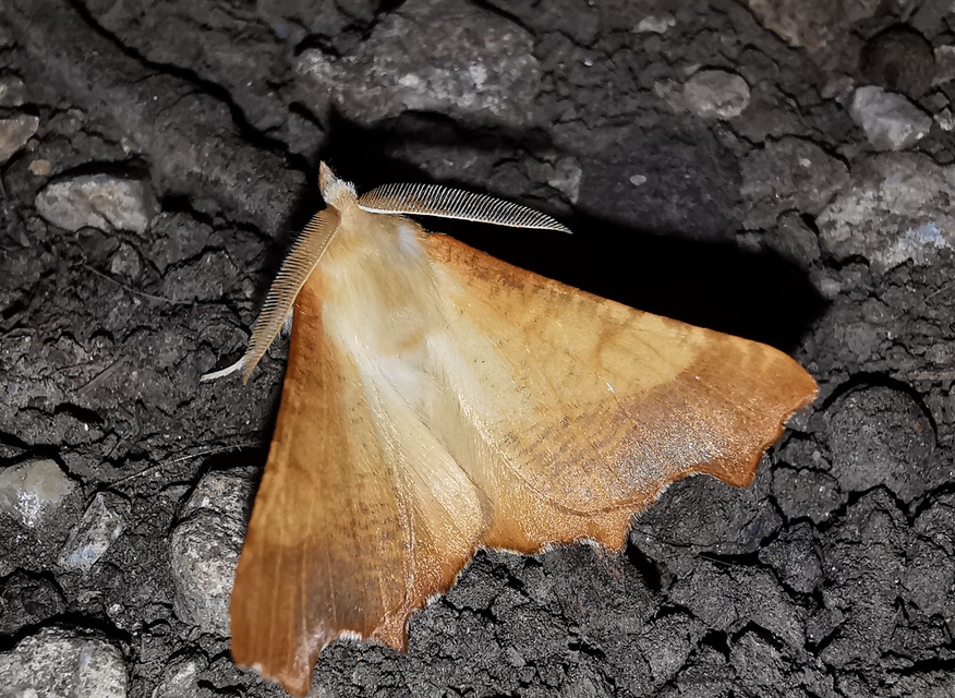 Ennomos fuscantaria - kőris-levélaraszoló