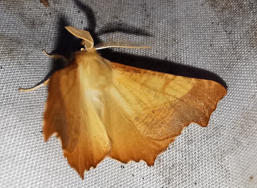 Ennomos fuscantaria - kőris-levélaraszoló