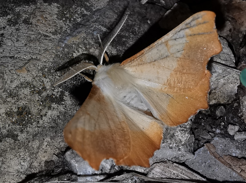 Ennomos fuscantaria - kőris-levélaraszoló
